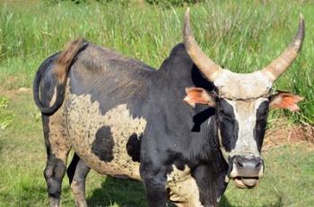 Madagascar, Antananarivo, ox with large horn. | Obraz na stenu