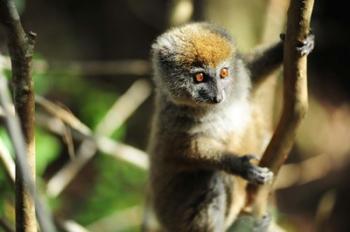 Madagascar, Andasibe, Ile Aux Lemuriens, baby Golden Bamboo Lemur. | Obraz na stenu