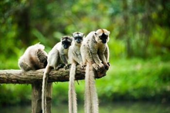 Group of Verreaux's sifaka, Ile Aux Lemuriens, Andasibe, Madagascar. | Obraz na stenu