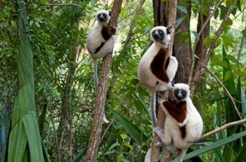 Coquerel's sifakas, (Propithecus coquereli), Madagascar | Obraz na stenu