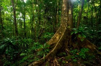 Forest scene in Masoala National Park | Obraz na stenu