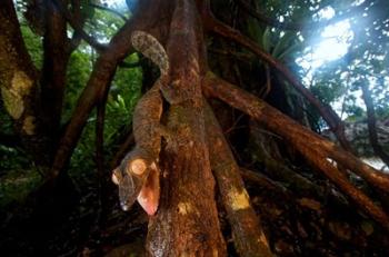 Giant leaf-tailed gecko (Uroplatus fimbriatus), Nosy Mangabe Reserve, Madagascar | Obraz na stenu