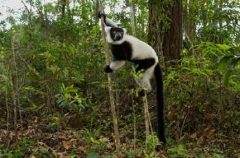 Lemur, Madagascar | Obraz na stenu