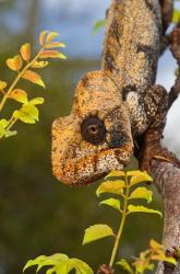 Giant Madagascar or Oustalet's Chameleon, Montagne des FranI?ais Reserve Antsiranana, Northern Madagascar | Obraz na stenu