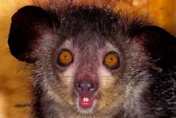 Aye-Aye, Madagascar | Obraz na stenu