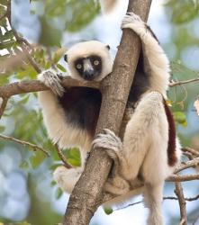 Madagascar, Sifaka lemur wildlife in tree | Obraz na stenu