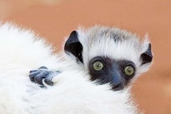 Madagascar, Verreau's sifaka primate | Obraz na stenu