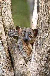 Madagascar, White-footed sportive lemur primate | Obraz na stenu