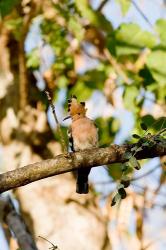 Indian Ocean, Madagascar. Hoopoe bird on tree limb. | Obraz na stenu