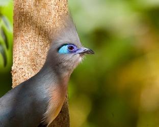 Madagascar, Crested coua bird next to tree | Obraz na stenu