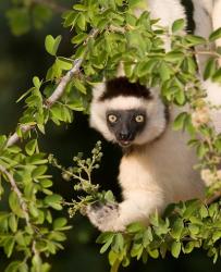 Madagascar. Verreaux's sifaka hanging in tree. | Obraz na stenu