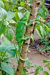 Madagascar, Lizard, Chameleon on tree limb | Obraz na stenu