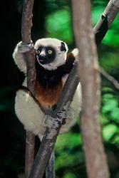 Propithecus sifaka lemur, Madagascar | Obraz na stenu