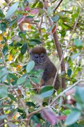 Madagascar, Perinet, Eastern Grey Bamboo Lemur | Obraz na stenu