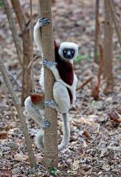 Madagascar, Ankarafantsika Coquerels Sifaka primate | Obraz na stenu