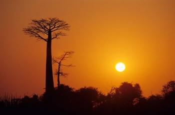 Baobab Avenue at Sunset, Madagascar | Obraz na stenu