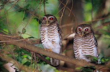 White Browed Owls, Madagascar | Obraz na stenu