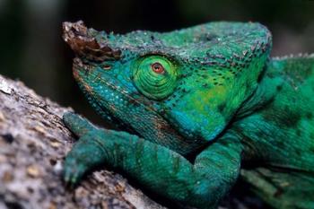 Chameleons in the Analamazaotra National Park, Madagascar | Obraz na stenu