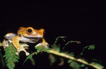 Frog in the Analamazaotra National Park, Madagascar | Obraz na stenu