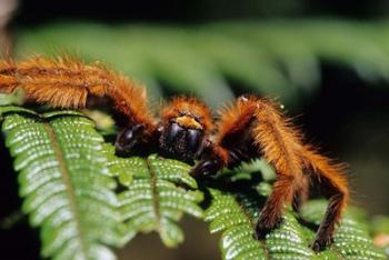 Close-up of Tarantula on Fern, Madagascar | Obraz na stenu