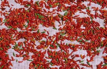 Red Chili Drying in the Midday Sun, Madagascar | Obraz na stenu