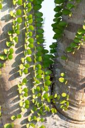 Madagascar Spiny Forest, Anosy - Ocotillo Plants With Leaves Sprouting From Their Trunks | Obraz na stenu