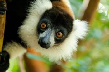 Madagascar, Lake Ampitabe, Headshot Of The Showy Black-And-White Ruffed Lemur | Obraz na stenu