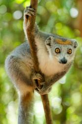 Madagascar, Lake Ampitabe, Female Crowned Lemur Has A Gray Head And Body With A Rufous Crown | Obraz na stenu