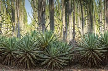 Sisal Plants | Obraz na stenu