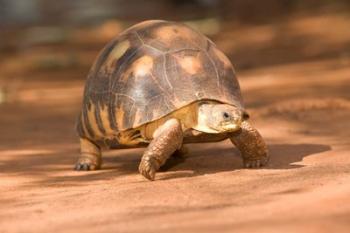 Radiated Tortoise in Sand, Madagascar | Obraz na stenu