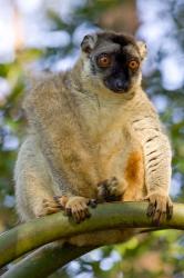 Brown Lemur in a tree in Madagascar | Obraz na stenu