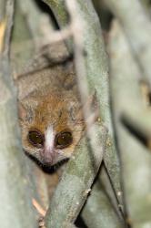 Brown Mouse Lemur, tree trunk in Madagascar | Obraz na stenu