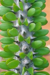 Madagascar, Dry Spiny Forest, cactus, succulent | Obraz na stenu