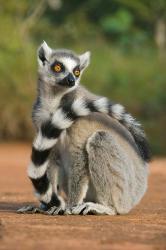 Close up of Ring-tailed Lemur, Madagascar | Obraz na stenu