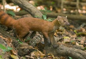 N. Ringtail Mongoose wildlife, Ankarana NP, Madagascar | Obraz na stenu