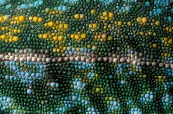 Chameleon lizard, detail of skin, Madagascar | Obraz na stenu