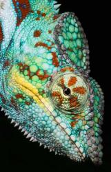 Panther Chameleon, Western Madagascar | Obraz na stenu