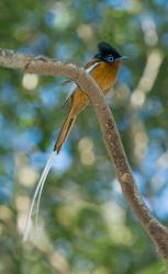 Paradise-Flycatcher bird, Ankarafantsika, Madagascar | Obraz na stenu