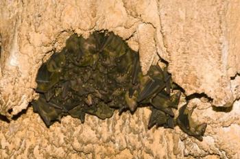 Bat wildlife, Cave, Ankarana NP, Madagascar | Obraz na stenu