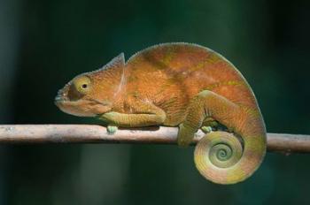 Parson's Chameleon lizard, Perinet Reserve, Madagascar | Obraz na stenu