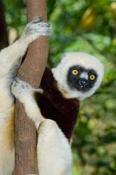 Coquerels Sifaka primate, Ankarafantsika, Madagascar | Obraz na stenu