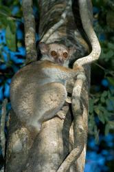 Milne-Edwards Sportive Lemur, Madagascar | Obraz na stenu