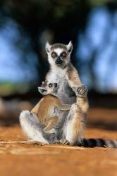 Ring-tailed Lemur primate, Berenty Reserve, Madagascar | Obraz na stenu