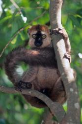 Brown Red-fronted Lemur, Primate, Madagascar | Obraz na stenu