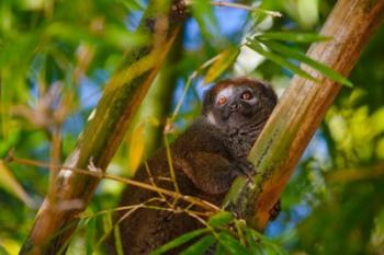 Bamboo lemur in the bamboo forest, Madagascar | Obraz na stenu