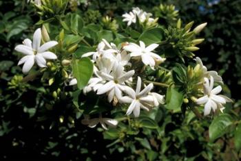 Jasmine Flowers in Bloom, Madagascar | Obraz na stenu