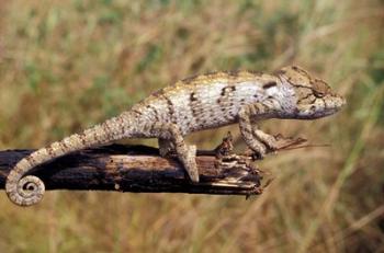 Wild Chameleon, Madagascar | Obraz na stenu