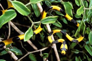 Snake, Western Desciduous Forests, Madagascar | Obraz na stenu