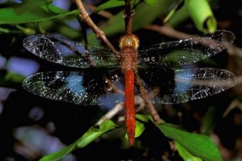 Madagascar, Ankarana Reserve, Malagasy Dragonfly insect | Obraz na stenu