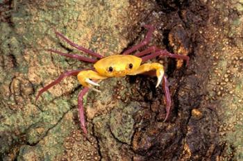 Terrestrial Arboreal Crab, Ankarana Special Reserve, Madagascar | Obraz na stenu